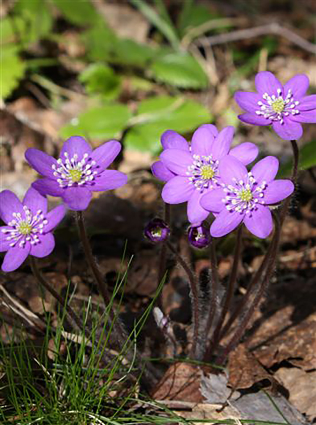 Närbild på lila blommor i skogsmiljö.